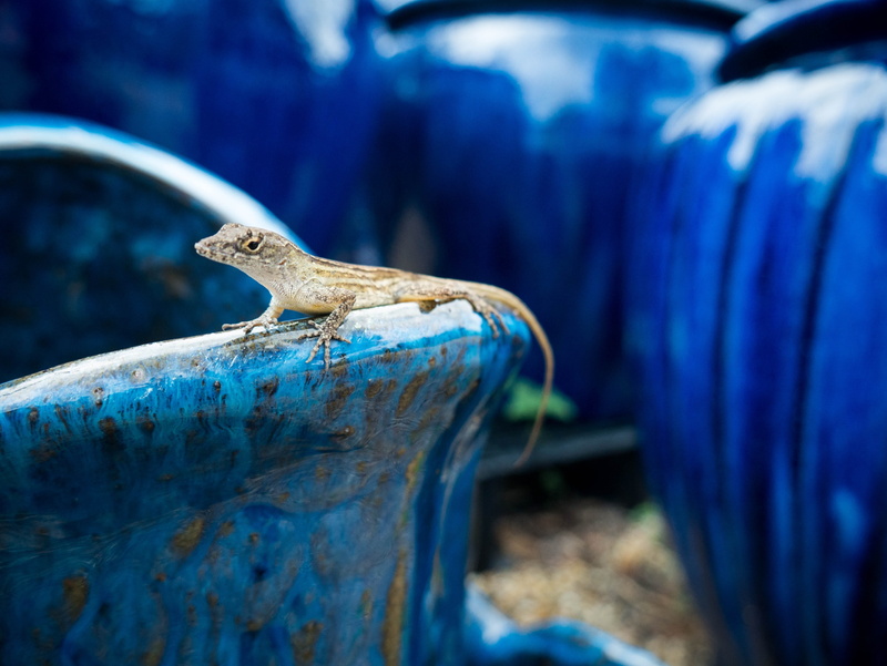 mouth open, pottery, focus on foreground, natural, blue, gecko, salamander, iguana, animal themes, animals in the wild, side view, close-up, reptile, wheel