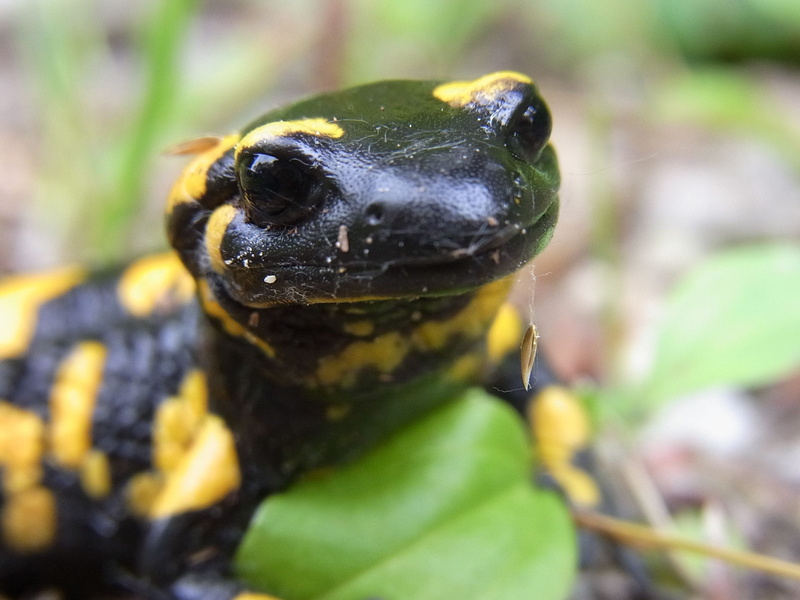 outdoors, animals in the wild, plant, black color, selective focus, animal themes, close-up, Amphibious, Amphibian, focus on foreground, beauty in nature