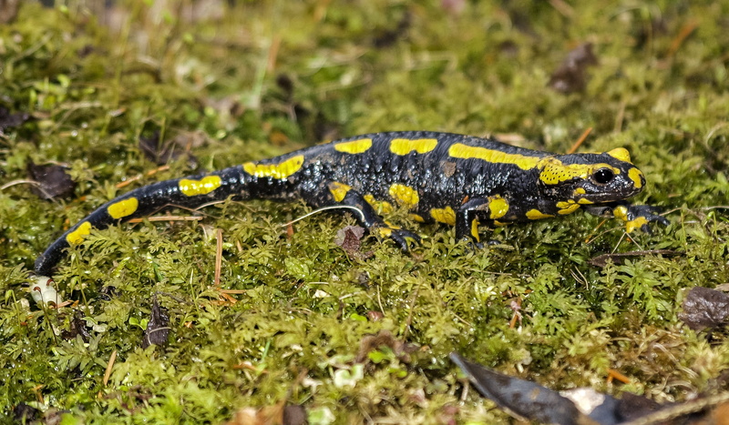 4K, Amphibians, selective focus, one animal, grass, close-up, outdoors, yellow, day, no people, animal wildlife, animal, plant, salamander, Fire Salamander
