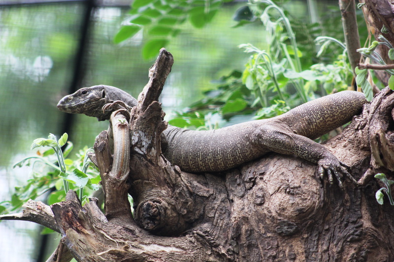 vertebrate, nature, animals in the wild, salamander, lizard, reptile, day, one animal, full length, wild, animal, plant, tree, iguana, relaxation, wildlife
