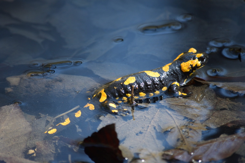 amphibian, vertebrate, Kapuzinerberg, swimming, no people, day, outdoors, alligator, animals in the wild, animal wildlife, high angle view, one animal