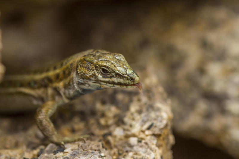 profile view, Nature, animal mouth, macro, side view, day, Animals, reptile, animal eye, animals in the wild, animal scale, rock, Lizard, animal themes