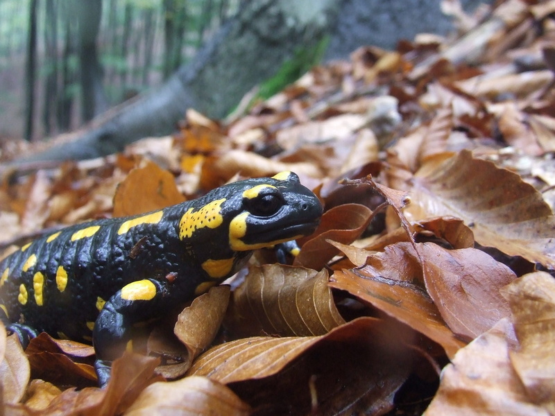 invertebrate, no people, day, land, plant, Moisture, zemplén hills, forest, pálháza, tree, leaves, outdoors, reptile, Animal, animal wildlife, animals in the wild