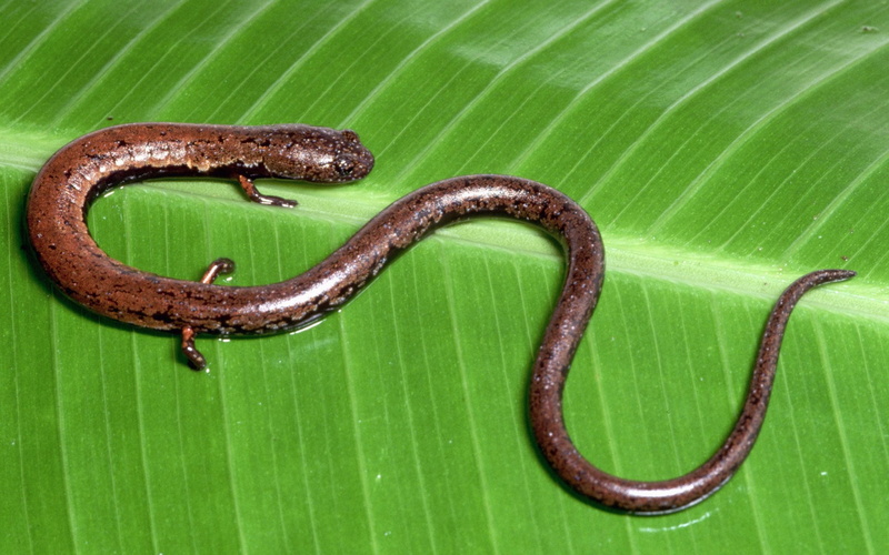 Animal, 1080P, Salamander