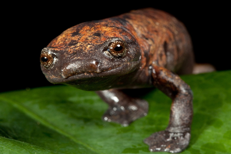 Salamander, 2K, Animal