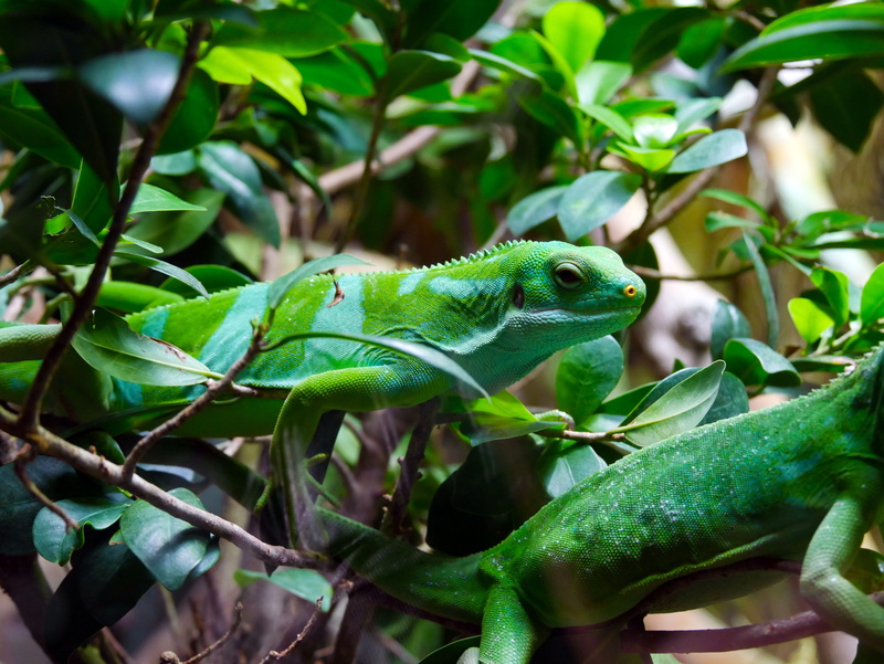 no people, animal themes, reptile, lizard, one animal, zoo, nature, emerald, close up, green color, animal, focus on foreground, 4K, outdoors, plant, chameleon