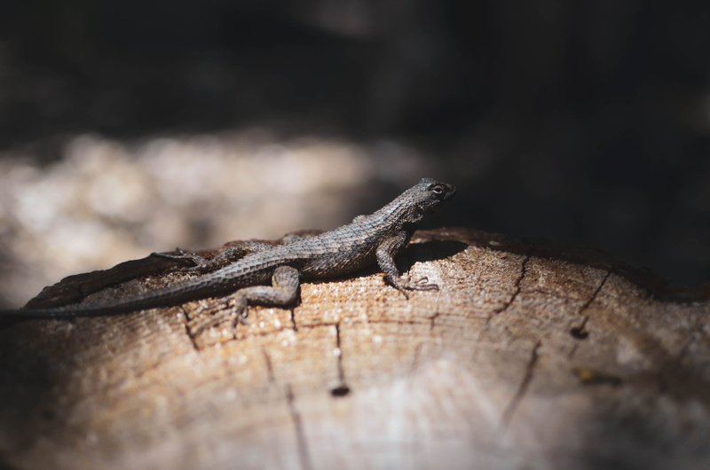 reptile, lizard, animals in the wild, no people, animal, wood - material, arid climate, forest, gecko, nature, animal scale, animal body part, united states