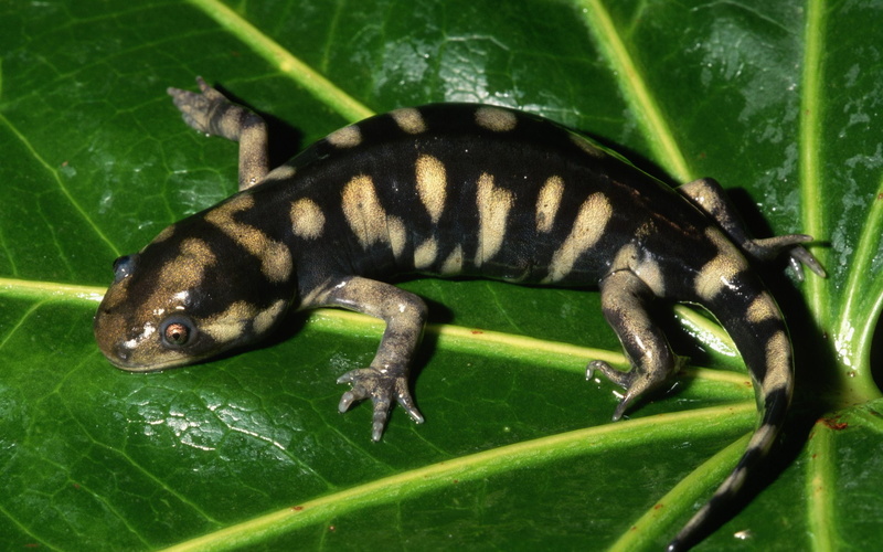 Salamander, Animal, 1080P