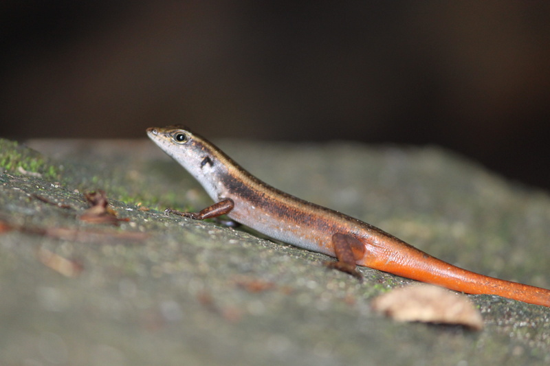 selective focus, wildlife, animal head, nature, vertebrate, reptile, close-up, animal scale, animal wildlife, crawling, animal themes, solid, gecko, rock - object