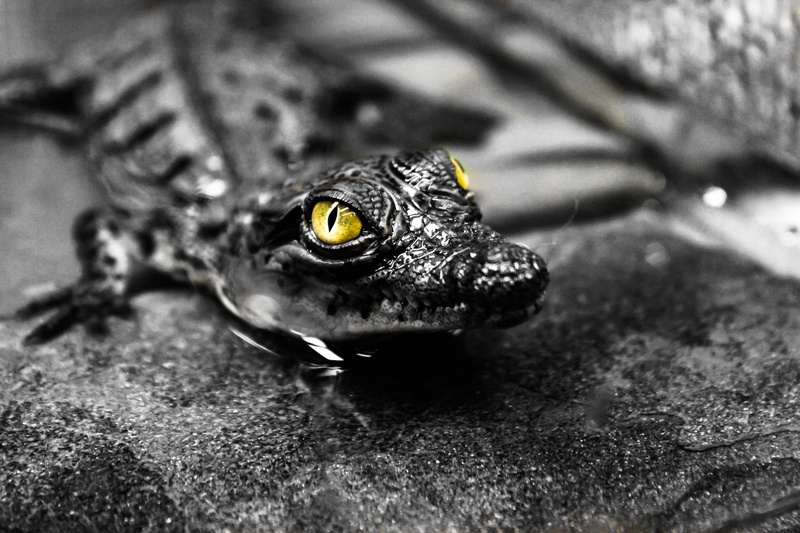 amphibian, black color, animal wildlife, invertebrate, outdoors, crocodiler, wildlife, memphis, one animal, photography, no people, animal head, grayscale