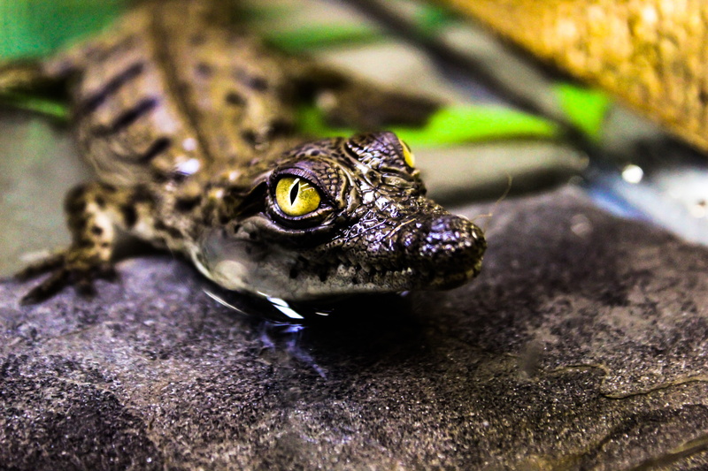 baby croc, bling, animal wildlife, memphis zoo, animal, no people, frog, animals in the wild, nature, insect, one animal, rock, eye, animal body part, outdoors