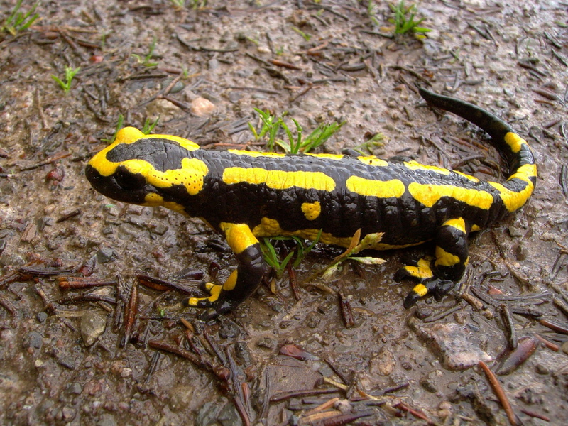 day, photo, spotted, animal wildlife, yellow, salamander, reptile, one animal, close, soil, invertebrate, animal, no people, 1080P, full length, animal body part