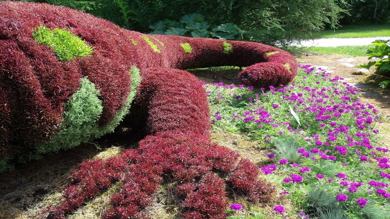 salamanders, nature, park, hedge, flowerbed, multi colored, creature, flowers, garden, flowering plant, red, formal garden, tranquility, ornamental garden