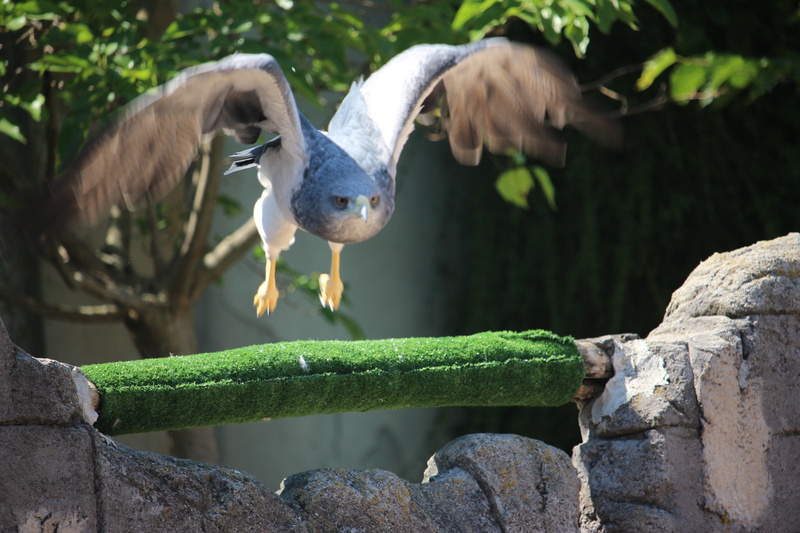 animal themes, focus on foreground, green color, animal wildlife, perching, bird, rapace, argentina, animals in the wild, day, rock, animal, rock - object