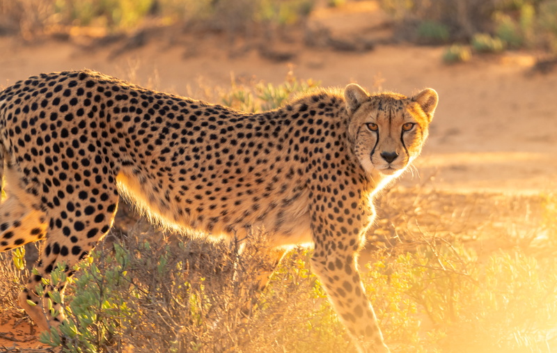nature, arrow, big cat, feline, safari, desert, animal themes, bison, no people, savanna, snow leopard, undomesticated cat, animal, animal wildlife, wildlife