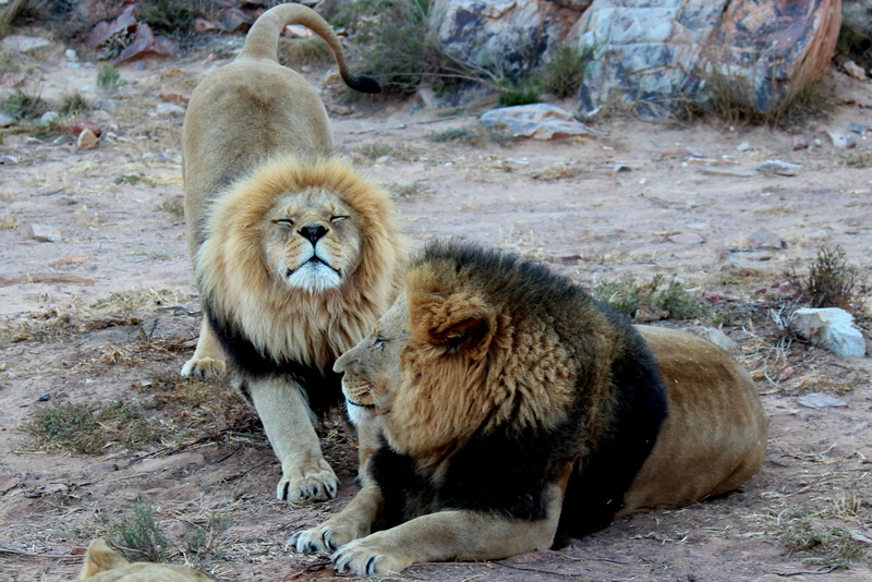 animal themes, carnivora, two animals, big five, animals in the wild, aquila gaming resort, lions, solid, animals hunting, animal wildlife, wild animals