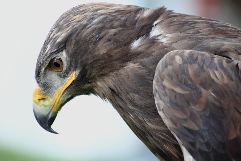 brown, adler, steppe eagle, falcon - bird, 4K, profile view, bird of prey, focus on foreground, beak, close-up, animal themes, mouth open, bird, looking