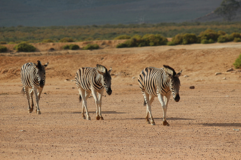 africa, striped, herd, animal themes, wild animals, animals in the wild, mammal, south, 5K, nature, landscape, focus on foreground, dust, aquila gaming resort