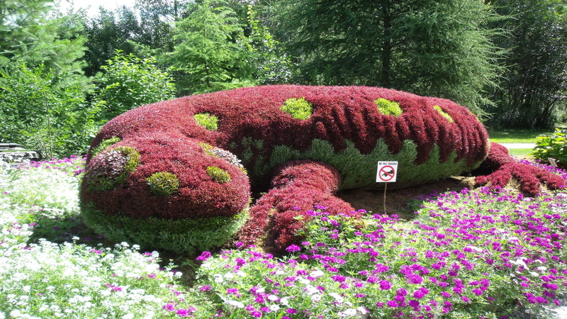 flower head, outdoors, 1080P, flowering plant, flowers, formal garden, growth, flower, salamander, green color, park - man made space, nature, park, tranquility