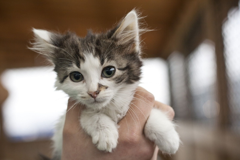 whisker, beauty, cat, one Animal, cute, young Animal, pets, domestic Cat, nature, animal Eye, animals And Pets, playful, feline, gray, mammal, outdoors