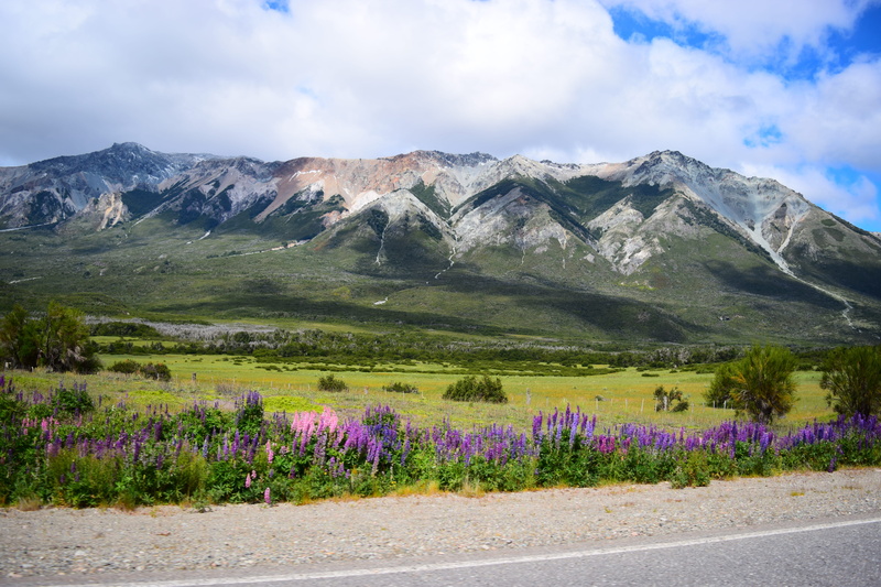 roadrip, road, scenics - nature, 5K, growth, idyllic, mountain range, el calafate, mountains, environment, beauty in nature, flowering plant, day, cloud - sky