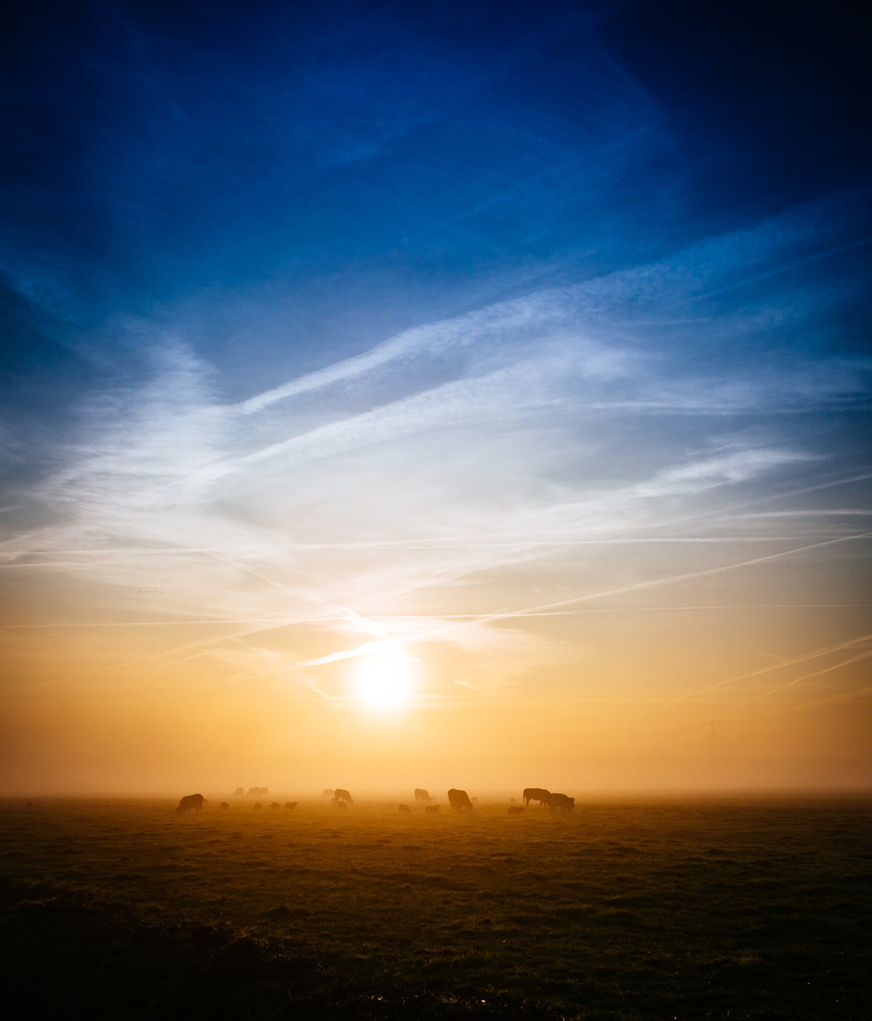 cows, horizon, livestock, sky, morning, sunlight, land, nature, domestic animals, field, cloud - sky, photo, landscape, clouds, rural, domestic, grass