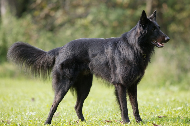 belgian shepherd, sheepdog, pets, animal wildlife, animal Head, dog, mammal, animal, grass, young Animal, german, alertness, adult, no People, brown, looking