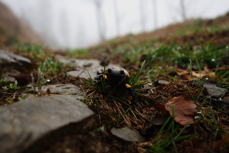 lizard, outdoors, 4K, green, selective focus, solid, nature, one animal, insect, growth, path, invertebrate, no people, plant part, land, spring, plant