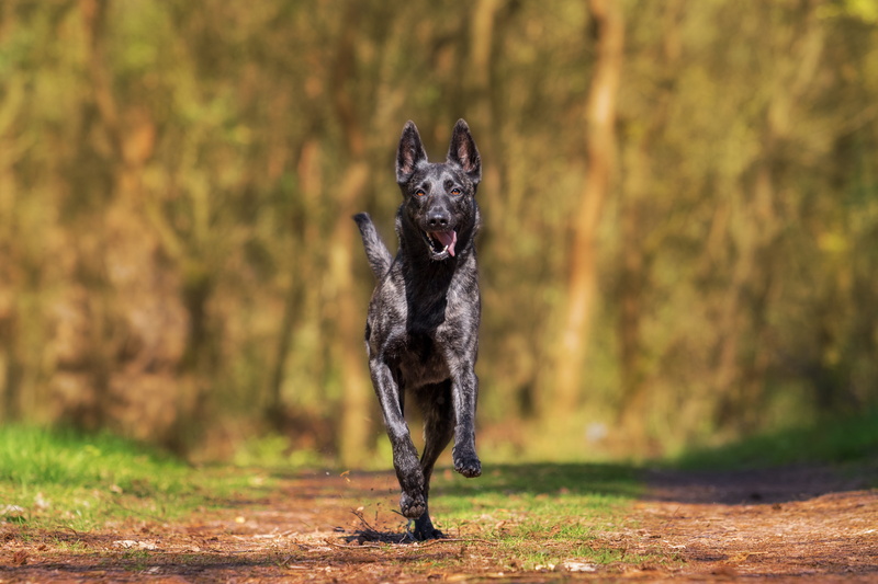 purebred dog, 5K, day, black, domestic animals, canine, plant, looking at camera, domestic, nature, adult, running, outdoors, walk, alertness, shepherd