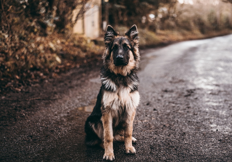 2K, brown, focus, vertebrate, portrait, sitting, dog, near, black, adult, one animal, photo, lane, land, domestic, road, shepherd, focus on foreground