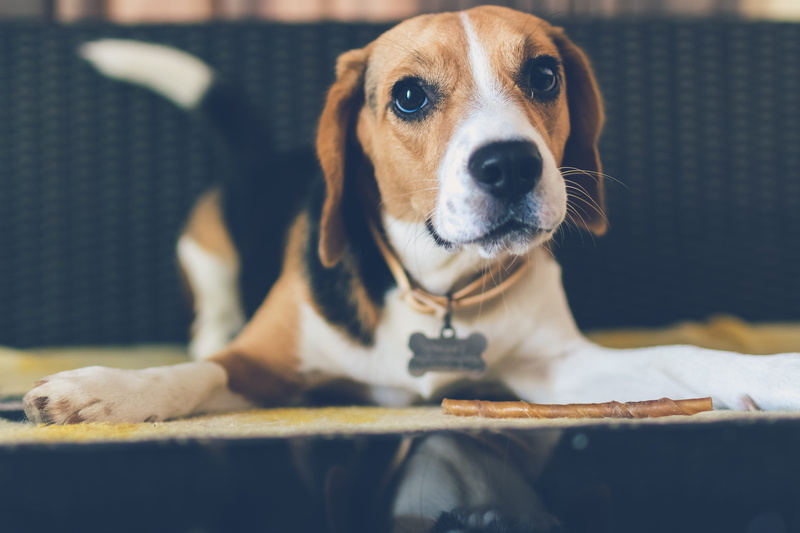focus on foreground, vertebrate, looking, dog, cute, pets, canine, domestic, animal body part, pet, animal themes, mammal, beagle, animal, looking at camera
