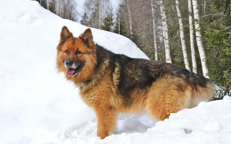 day, nature, adult, cold temperature, dogs, no people, domestic, shepherd, one animal, canine, animal themes, pets, snow, black, domestic animals, mammal