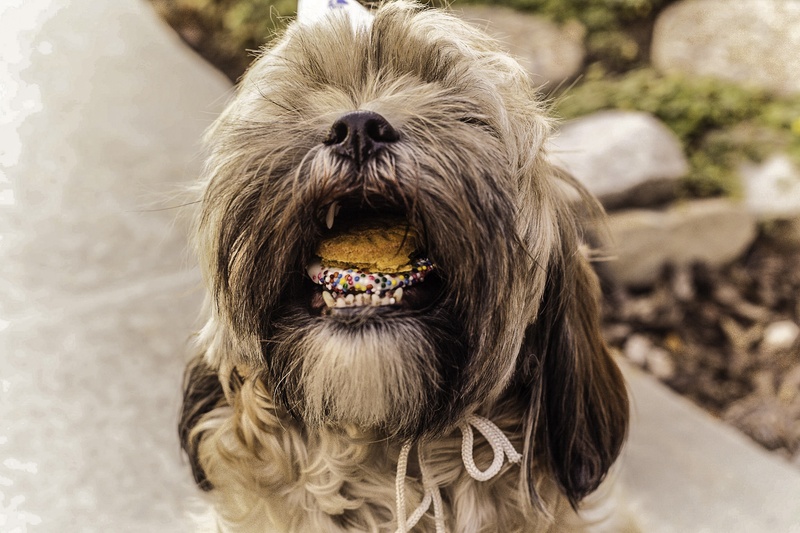 photography, vertebrate, cute, obedience, shihtzu, purebred, close, shih tzu, domestic animals, humor, no people, pup, 1080P, small, mouth open, celebrate