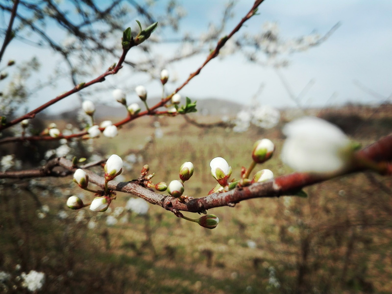 outdoors, food, flower, plant, close-up, nature, day, grass, growth, clouds, hills, Sun, freshness, no people, healthy eating, beauty in nature, cherry blossom