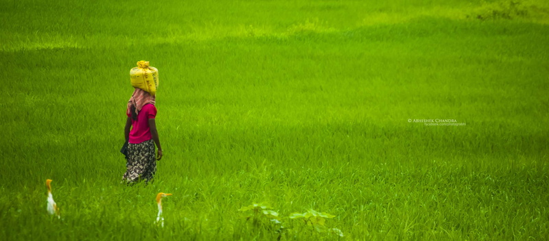landscape, nature, farm, grass, growth, women, offspring, plant, green, india, outside, girls, 2K, childhood, hat, green color, day, indian woman, outdoors