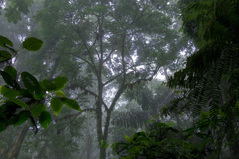 rainforest, leaves, land, tree, tranquility, green color, outdoors, day, bamboo - plant, leaf, trees, growth, branch, low angle view, plant part, nature