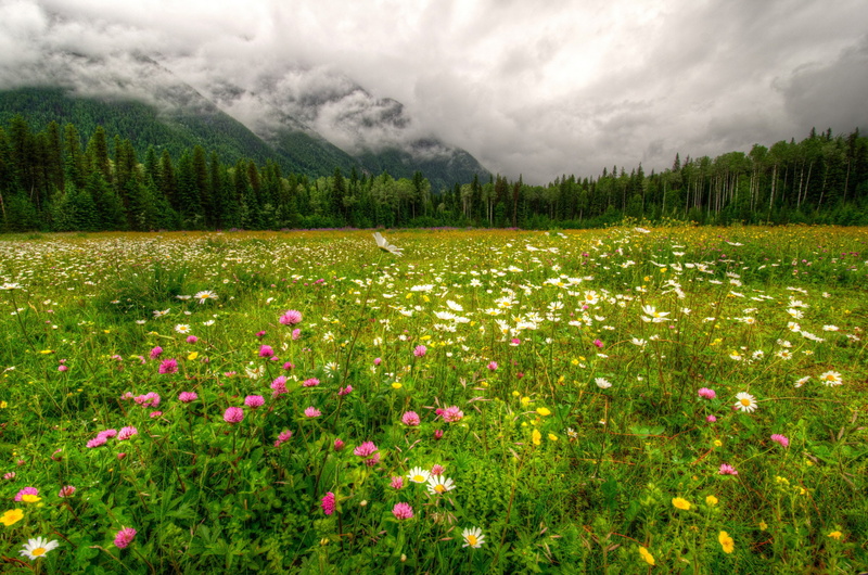 Nature, Canada, white, landscape, photo, forest, Robson, field, 2K, park, clouds, pink, Provincial, HDR, grass, flowers, Mountain