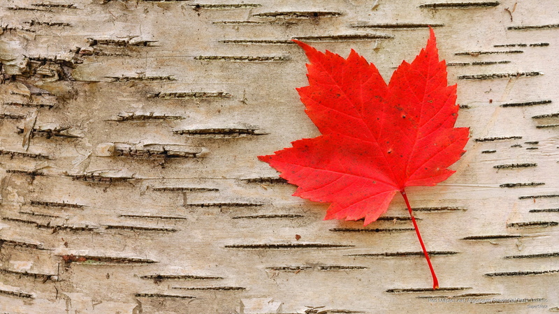 algonquin, red, ontario, provincial, North America, leaf, 2K, maple, park