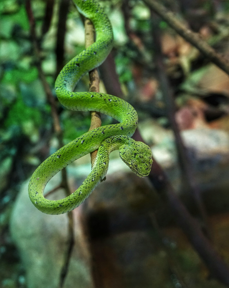 branch, wildlife, viper, danger, nature, growth, focus on foreground, beauty in nature, green color, snake, plant, animals in the wild, day, tree, exotic