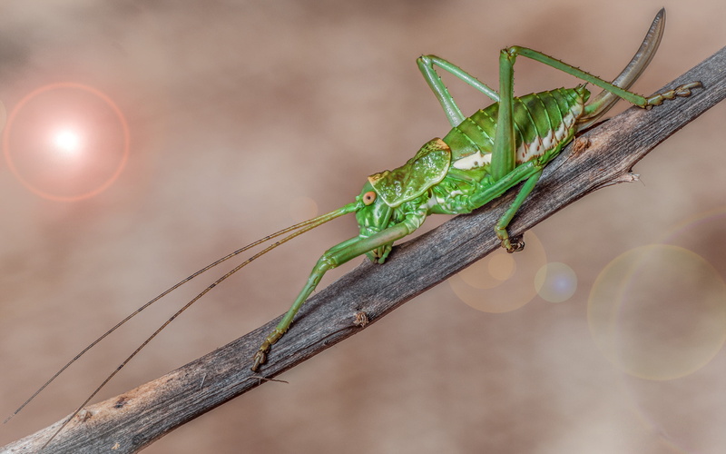 brevicollis, desktop, uromenus, 4K, pyr, es, n, insularis, spain, subfamily, belongs, bradyporinae, family, tettigoniidae, france