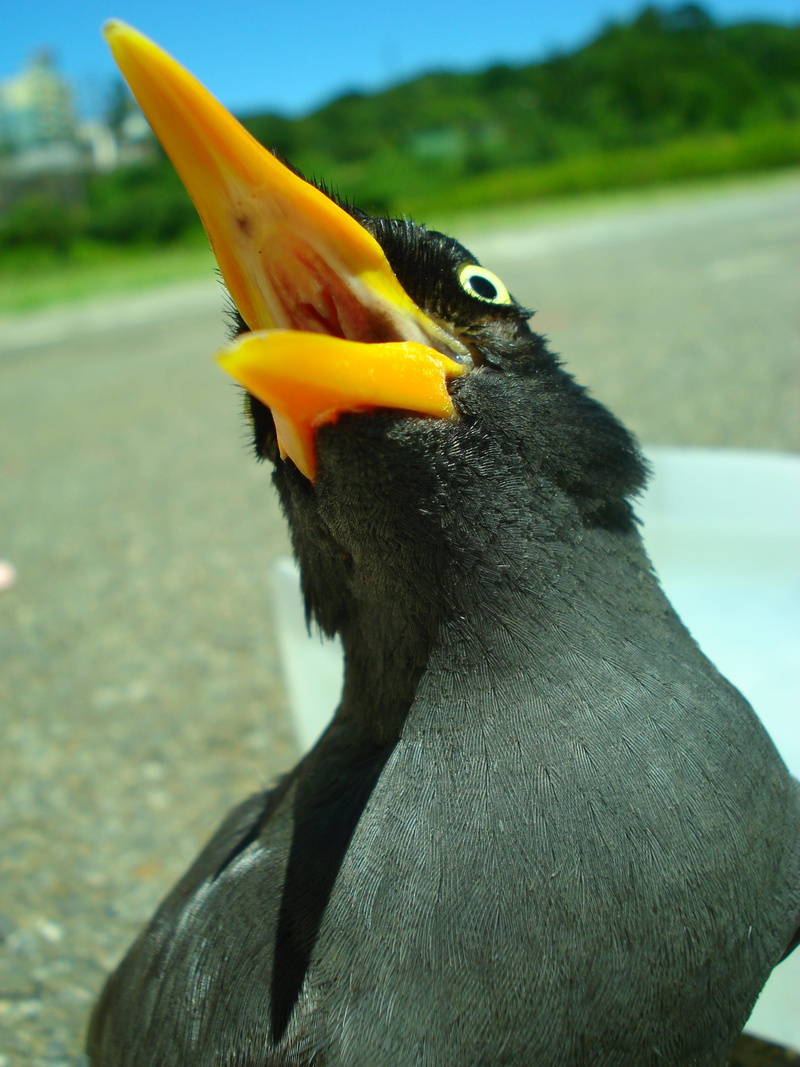yellow, starlings, animal wildlife, animal head, day, focus on foreground, animal themes, outdoors, animal neck, animals in the wild, mouth open, land