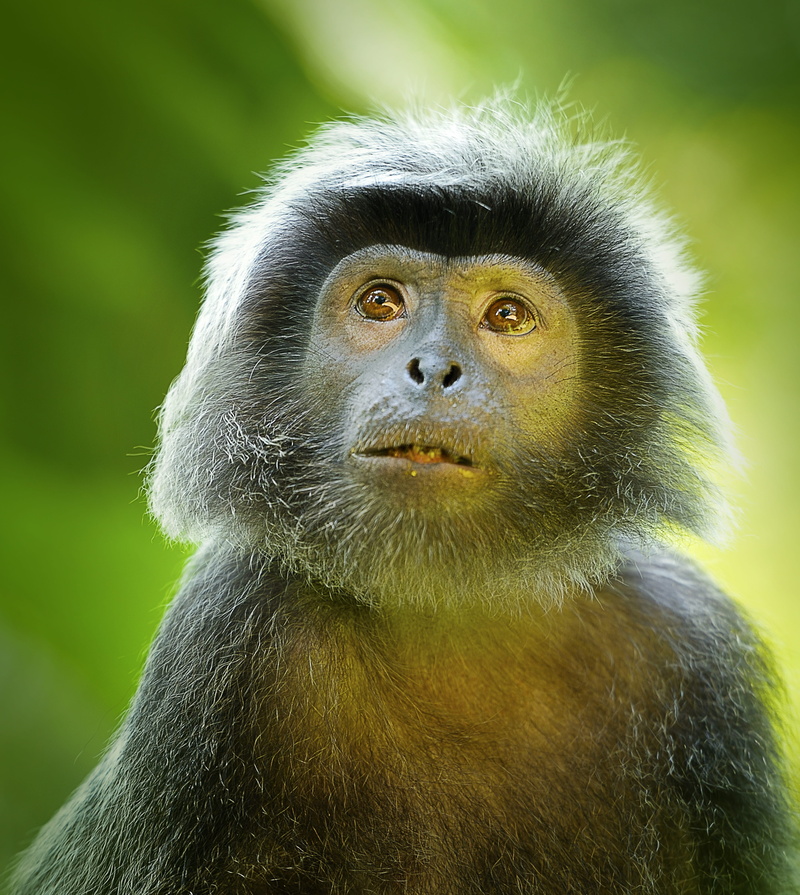 fur, auratus, captivity, tree, trachypithecus, lutung, expression, furry, looking, monkey, animal body part, look, nature, outdoor, animal, behavior, contemplation
