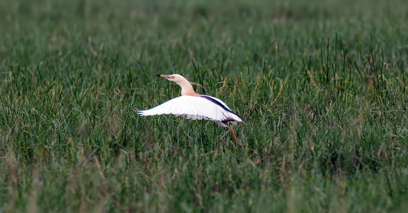 nature, growth, outdoors, javan, green color, no people, animal wildlife, white color, grass, vertebrate, heron, selective focus, natural, wild, wildlife
