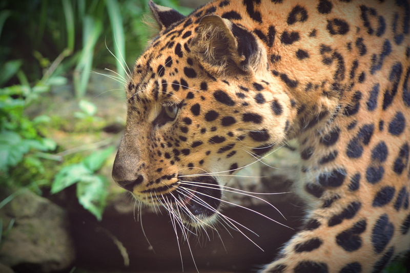 predator, carnivore, mammal, animal wildlife, rapid, wild animal, animals In The Wild, undomesticated Cat, big Cat, day, beast, vertebrate, whisker, one animal