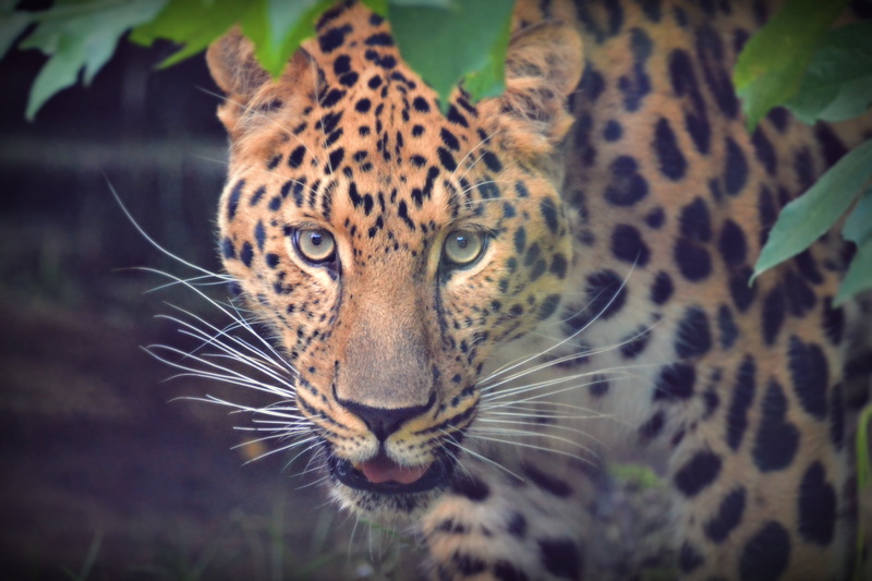 feline, no people, focus on foreground, yellow eyes, leopard, nature, whisker, zoo, carnivora, cat, view, big Cat, animal body part, looking at camera