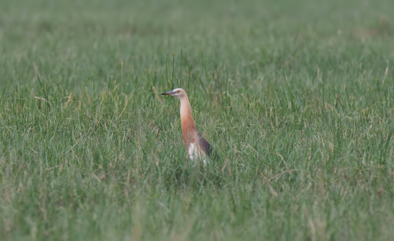 2K, outside, selective focus, no people, animal, plant, growth, land, grass, nature, beauty in nature, animal themes, heron, animal wildlife, animals in the wild