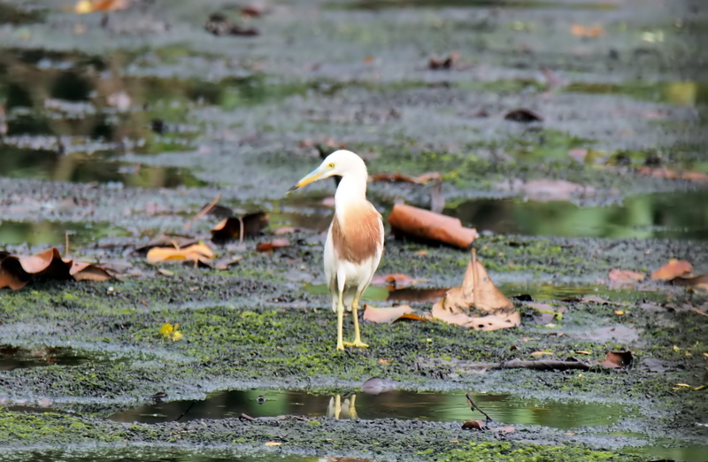 animals in the wild, water bird, animal, perching, 2K, wildlife, heron, day, bird, no people, one animal, natural, lake, focus on foreground, selective focus