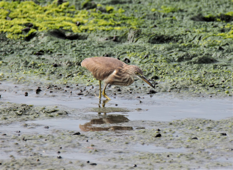 waterfront, vertebrate, lake, animals in the wild, reflection, outdoors, animal, marsh, lakeshore, pond, wildlife, day, animal wildlife, animal themes