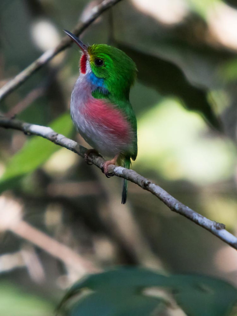 branch, animal themes, perching, one animal, bird, cartacuba, birding, cienaga de zapata, close-up, day, full length, twig, cuba, focus on foreground, animals in the wild