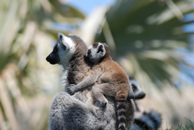 ring-tailed Lemur, couple, animals And Pets, animals In The Wild, endemic, cute, 4K, lemur, madagascar, endangered Species, one animal, tree, fur, animal